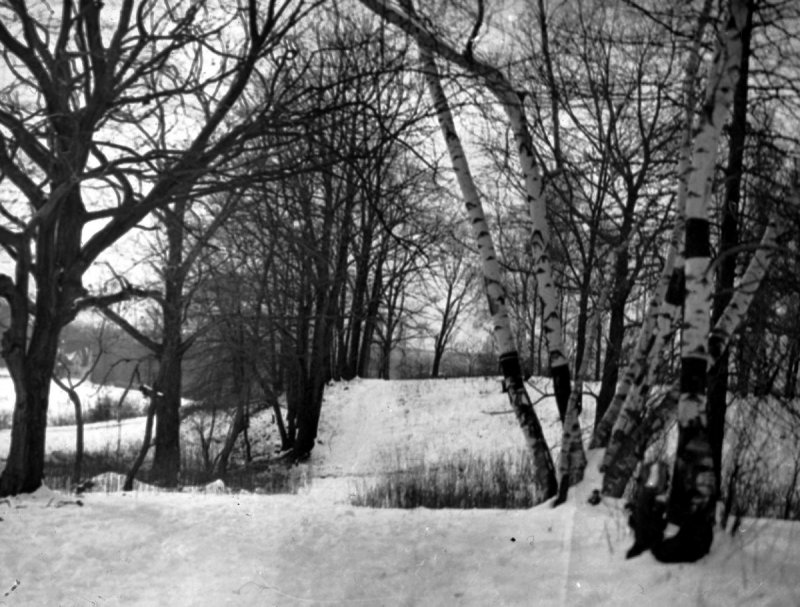 White Birches